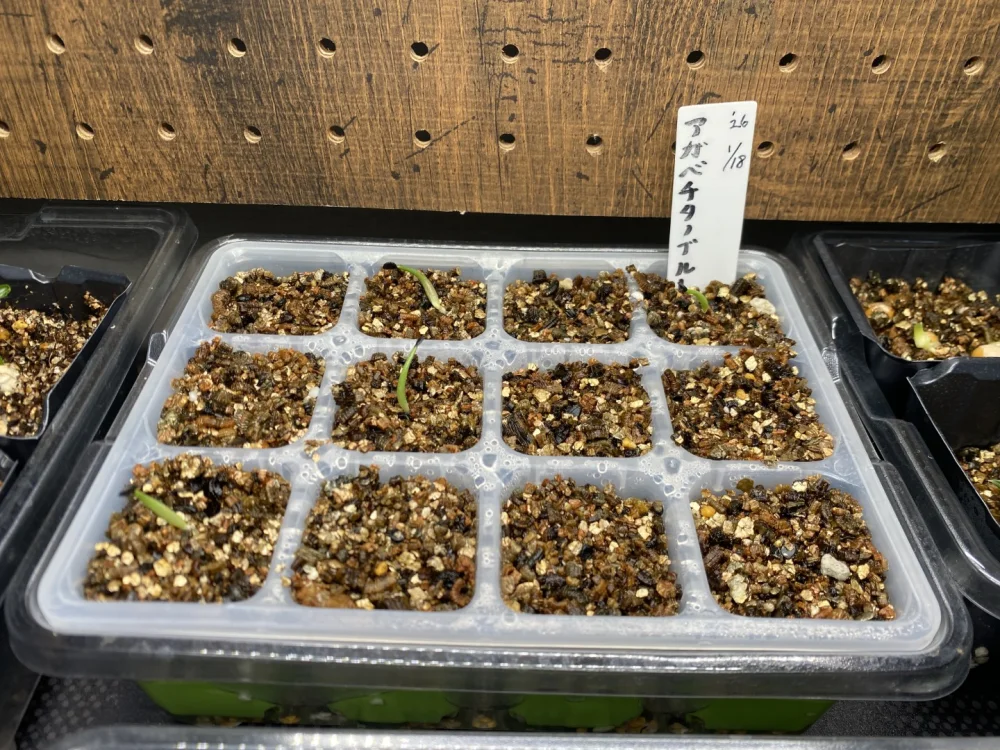 Agave titanota Blue (アガベ チタノタブルー)